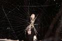 Argiope_protensa_D3563_Z_75_Mt Florence station_Australie